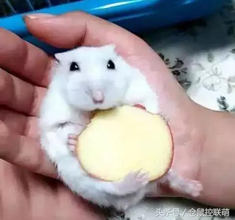 三线仓鼠如何躺手,仓鼠睡觉躺手可爱瞬间