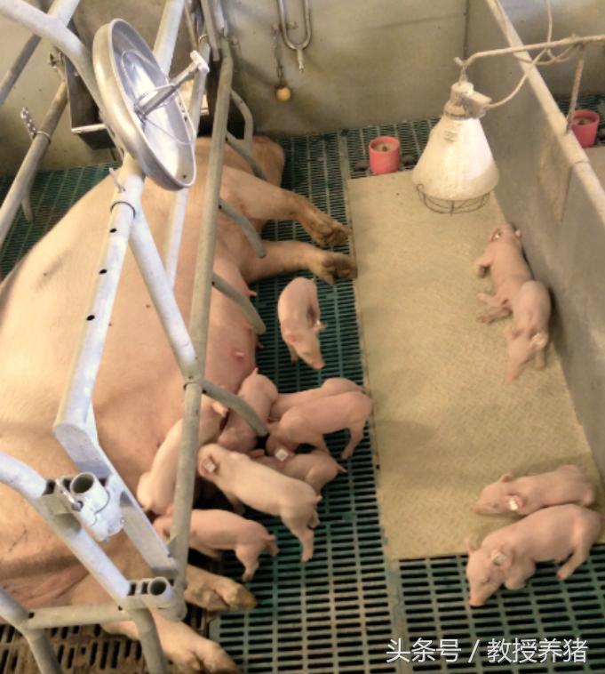 猪场母猪产床图片,母猪产舍