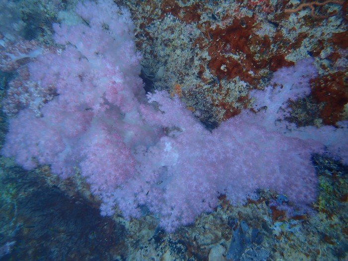 帕劳旅行全攻略,帕劳旅行攻略最佳方案