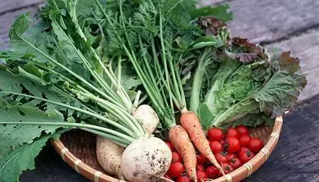 秋吃萝卜胜过人参,冬吃白萝卜赛过人参