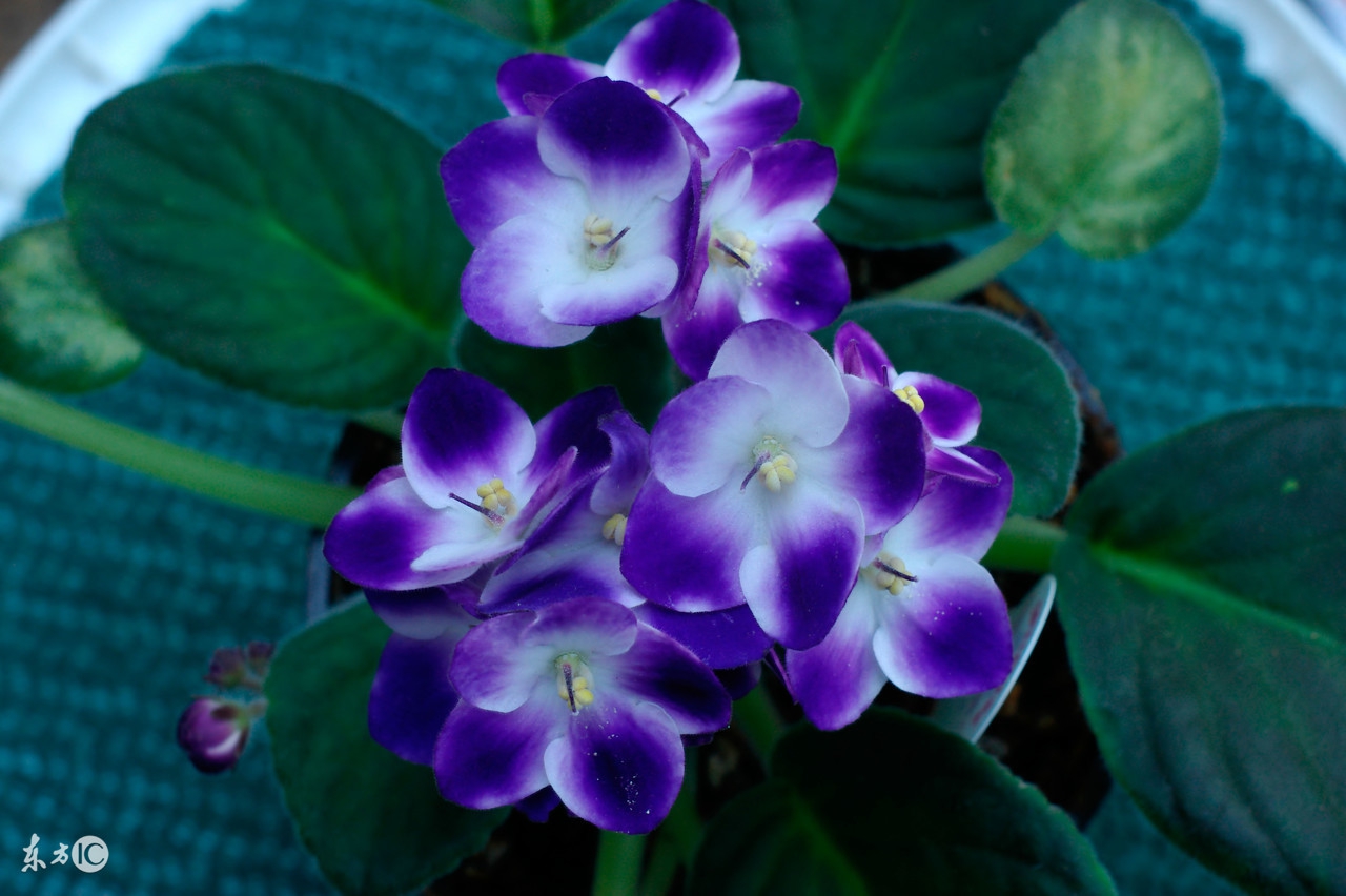 爆盆、开花不断｜美丽可人的非洲紫罗兰，一下就俘获女生的芳心了