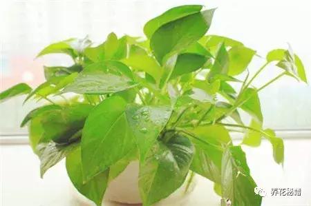 怎样养绿萝花知识大全,绿萝的数学知识