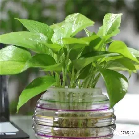 怎样养绿萝花知识大全,绿萝的数学知识