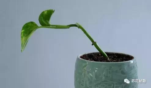 怎样养绿萝花知识大全,绿萝的数学知识