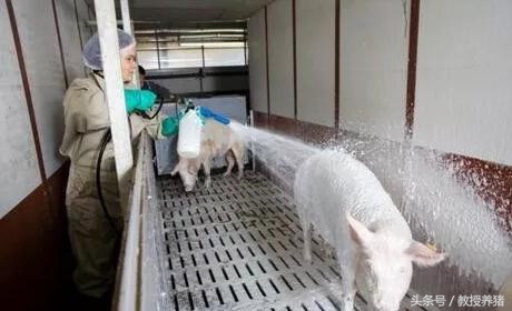 猪场母猪产床图片,母猪产舍