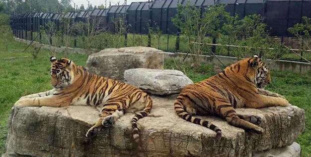 上海野生动物园在浦东新区哪个镇,上海野生动物园面积多少平方千米