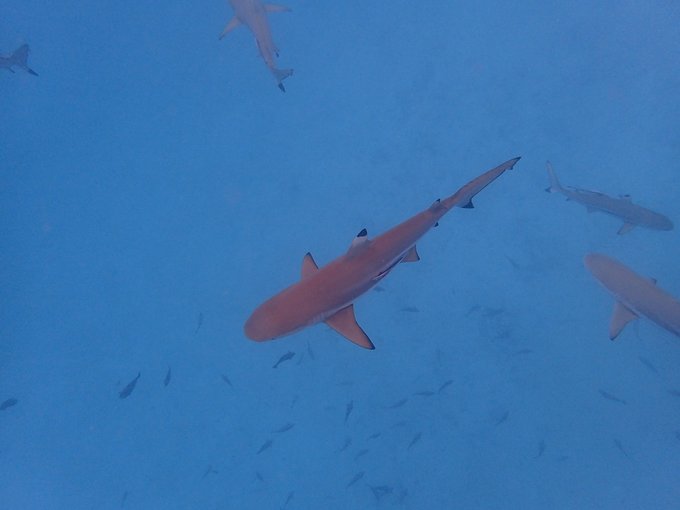 帕劳旅行全攻略,帕劳旅行攻略最佳方案