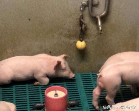 猪场母猪产床图片,母猪产舍