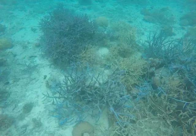 帕劳归来不看海视频,帕劳归来不看海