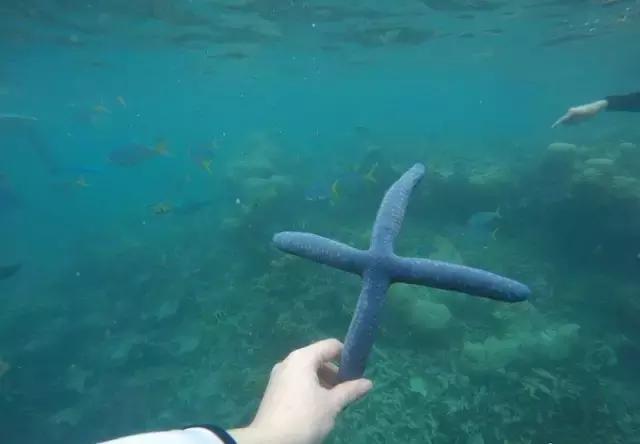 帕劳归来不看海视频,帕劳归来不看海