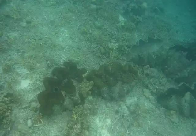 帕劳归来不看海视频,帕劳归来不看海