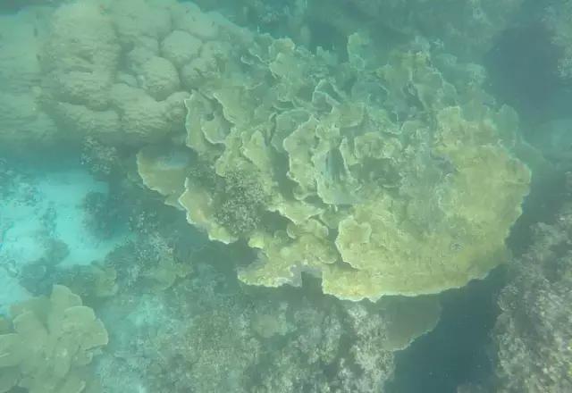 帕劳归来不看海视频,帕劳归来不看海