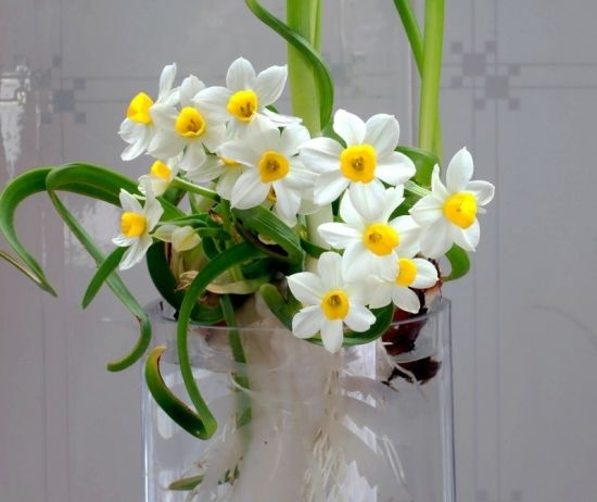 室内什么盆栽好看又好养,室内最好养的实用性很强的盆栽