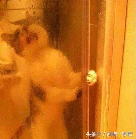 你家的喵星人是这样的吗,你家的喵星人也这么烦人吗