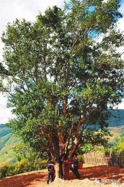 2004六大茶山壹角版普洱茶,2016年六大茶山易武普洱茶