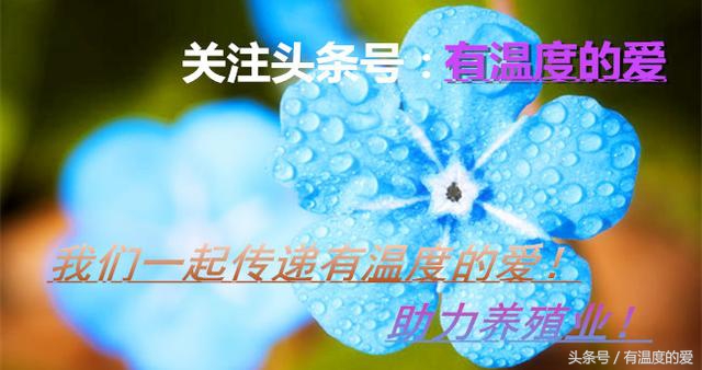 黑豚养殖技术,黑豚养殖技术视频教程