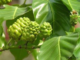 这三种水果你吃过了吗,这7种水果你吃过吗