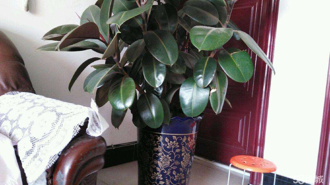 室内什么盆栽好看又好养,室内最好养的实用性很强的盆栽