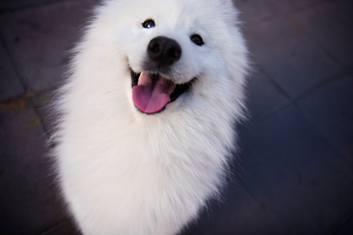 怀孕养宠物注意事项,怀孕期间可以养宠物吗