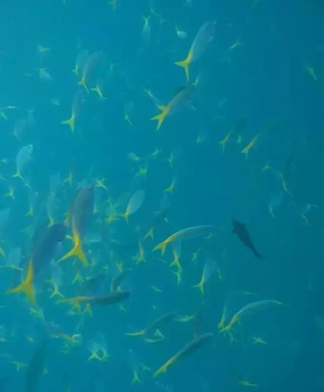 帕劳归来不看海视频,帕劳归来不看海