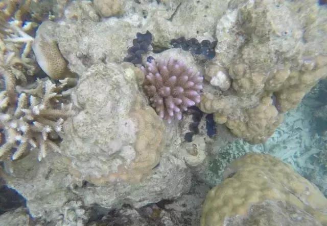 帕劳归来不看海视频,帕劳归来不看海