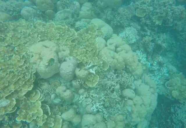 帕劳归来不看海视频,帕劳归来不看海