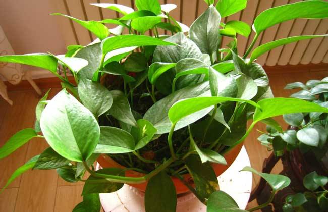 室内什么盆栽好看又好养,室内最好养的实用性很强的盆栽