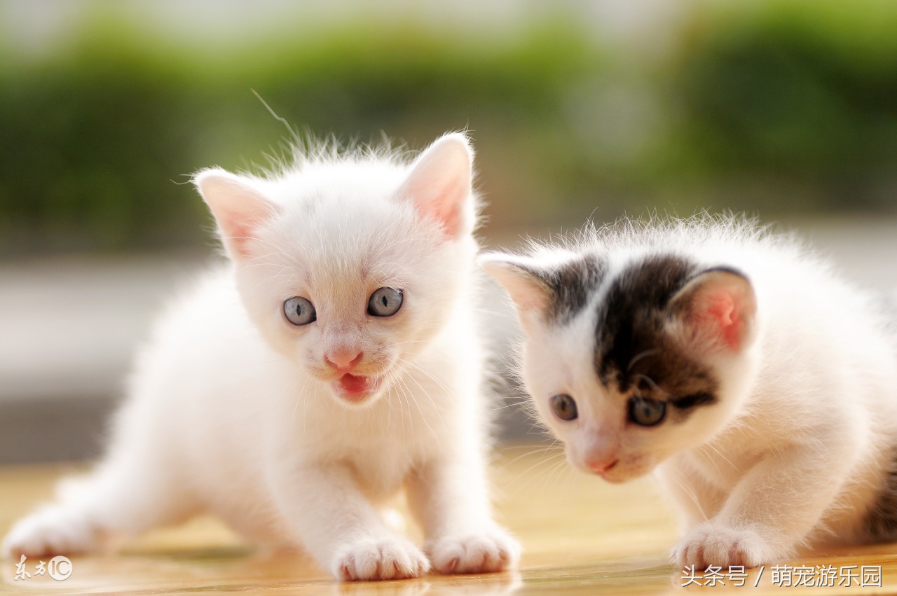 猫咪尿路结石的成因与治疗方法