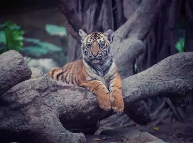 广州长隆旅游攻略详细图,广州长隆自由行旅游攻略