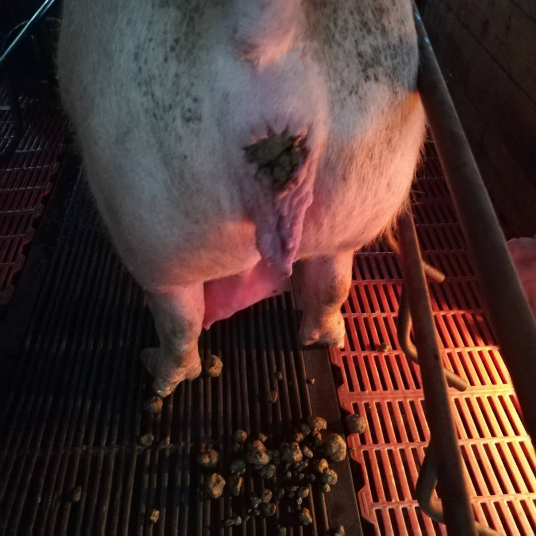 母猪的产后护理要从产前做起,母猪产前有哪些症状