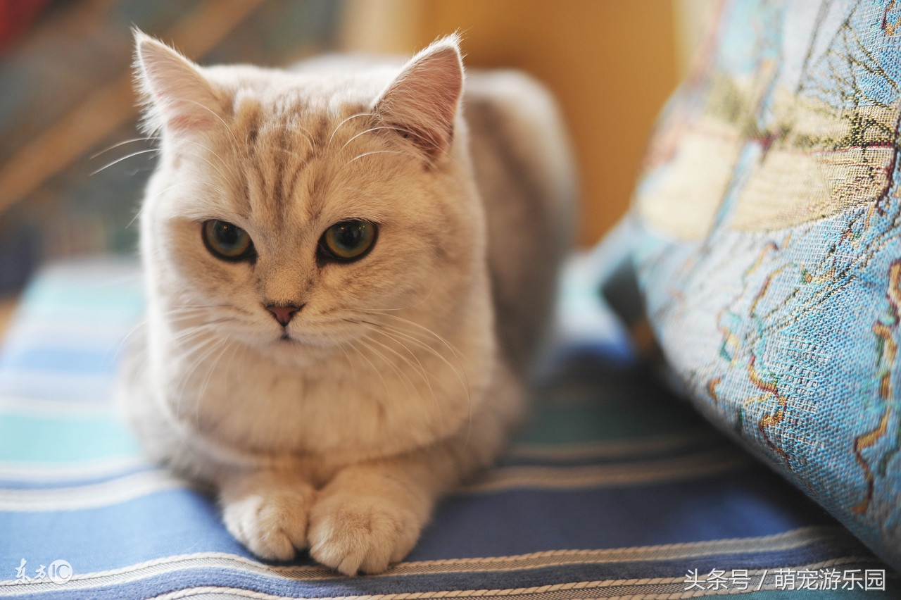 猫咪尿路结石的成因与治疗方法