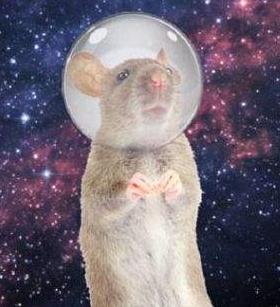 人类第1个进入太空的宇航员,动物界十大太空宇航员