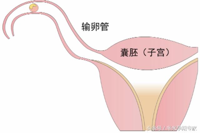 孕早期b超见胎心胎芽,孕早期如何从b超单上分辨婴儿