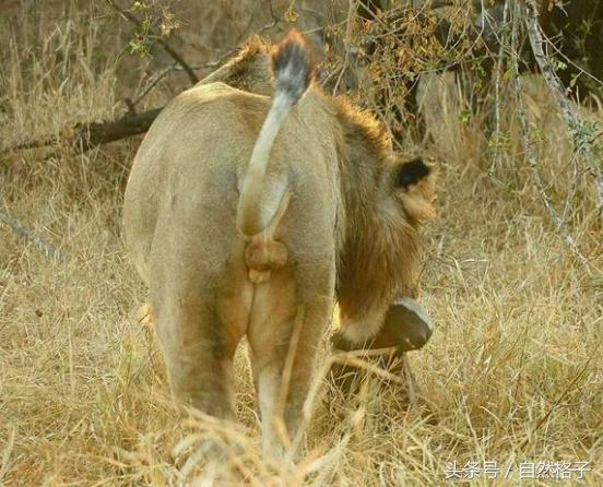 平头哥蜜獾为什么天不怕地不怕,平头哥蜜獾为啥谁也不怕