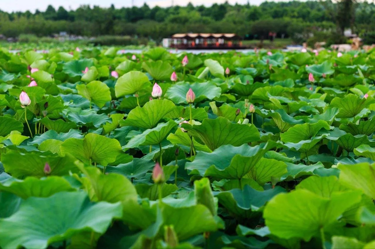 上海哪个地铁站去景点方便,上海免费景点及地铁路线