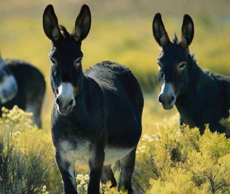 农村养驴一头驴能赚多少钱,养驴的利润与成本驴价格行情2021