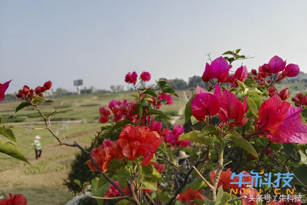 光荣畅玩7x评测,光荣7x的千元手机