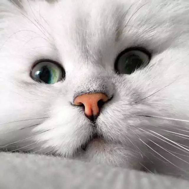 养猫选金吉拉还是银渐层,如何购买品相好的金吉拉猫