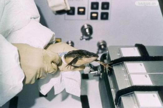 人类第1个进入太空的宇航员,动物界十大太空宇航员