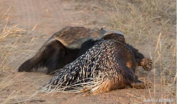 平头哥蜜獾为什么天不怕地不怕,平头哥蜜獾为啥谁也不怕