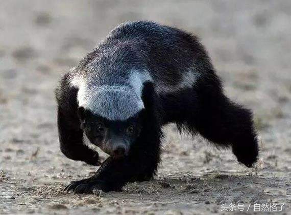 平头哥蜜獾为什么天不怕地不怕,平头哥蜜獾为啥谁也不怕