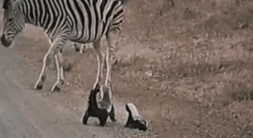 平头哥蜜獾为什么天不怕地不怕,平头哥蜜獾为啥谁也不怕