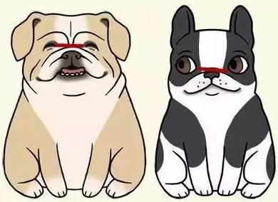 英牛和法牛犬咋区别,英牛和法牛哪个大一点