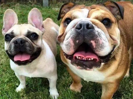 英牛和法牛犬咋区别,英牛和法牛哪个大一点