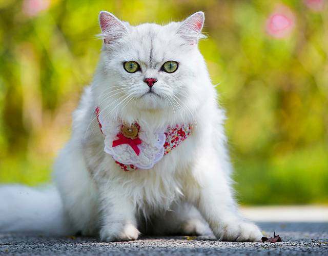 养猫选金吉拉还是银渐层,如何购买品相好的金吉拉猫