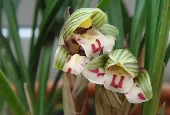 兰花未来市场行情,兰花价格行情在哪里看