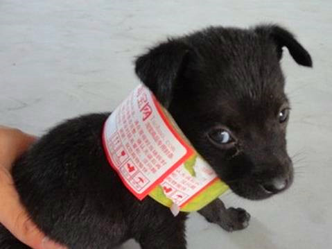 双11在网上买了不少东西,在网上花9.9元买的狗