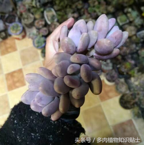 蛋黄奶多肉状态,多肉蛋黄奶和原始奶的区别