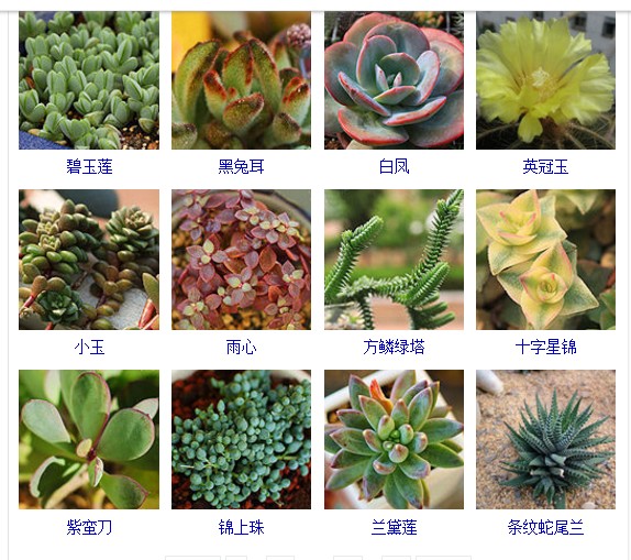多肉植物的种类和名称大全集锦,多肉植物图片常见多肉100种