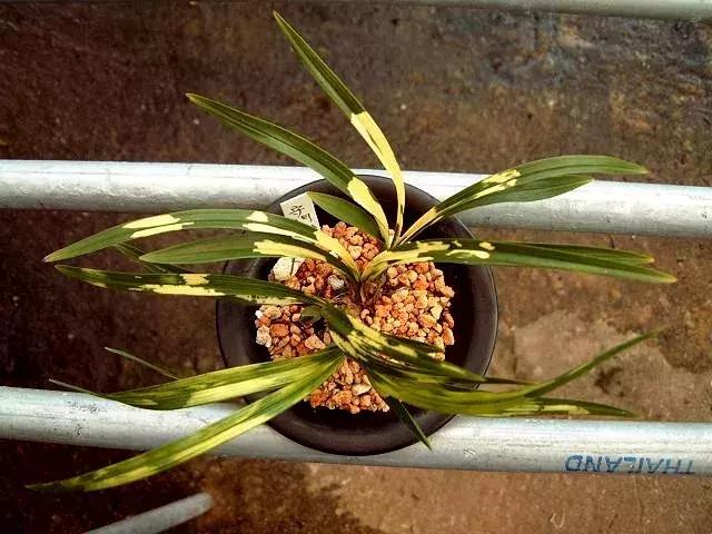 兰花未来市场行情,兰花价格行情在哪里看